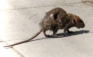 Фирма по уничтожению грызунов, крыс и мышей в Благовещенске