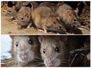 Травить грызунов крыс и мышей в Благовещенске