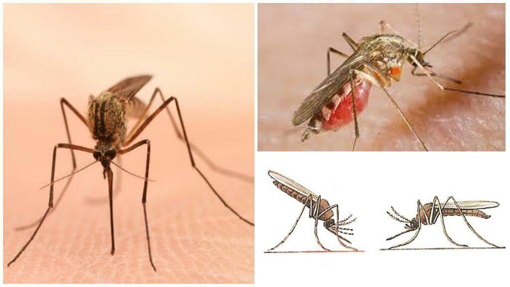 Уничтожение комаров в Благовещенске