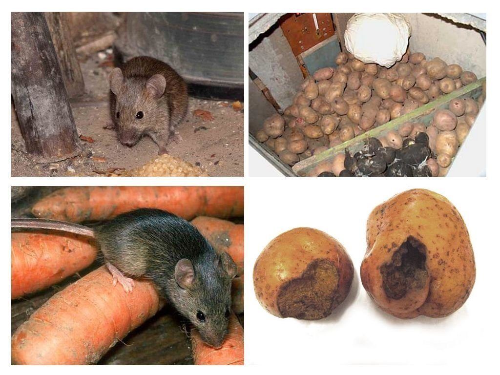 Обработка от грызунов крыс и мышей в Благовещенске