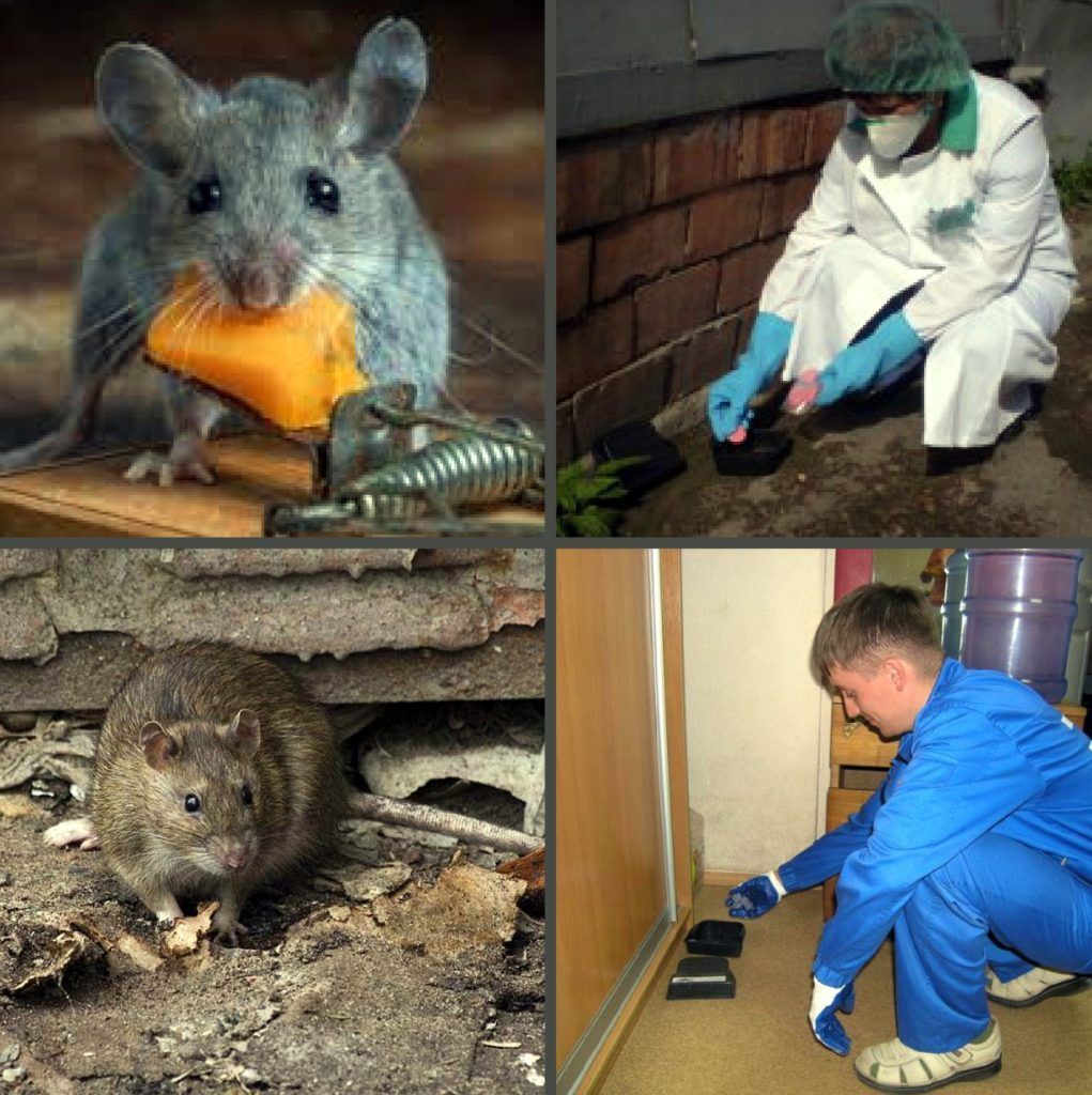 Дезинфекция от грызунов, крыс и мышей в Благовещенске