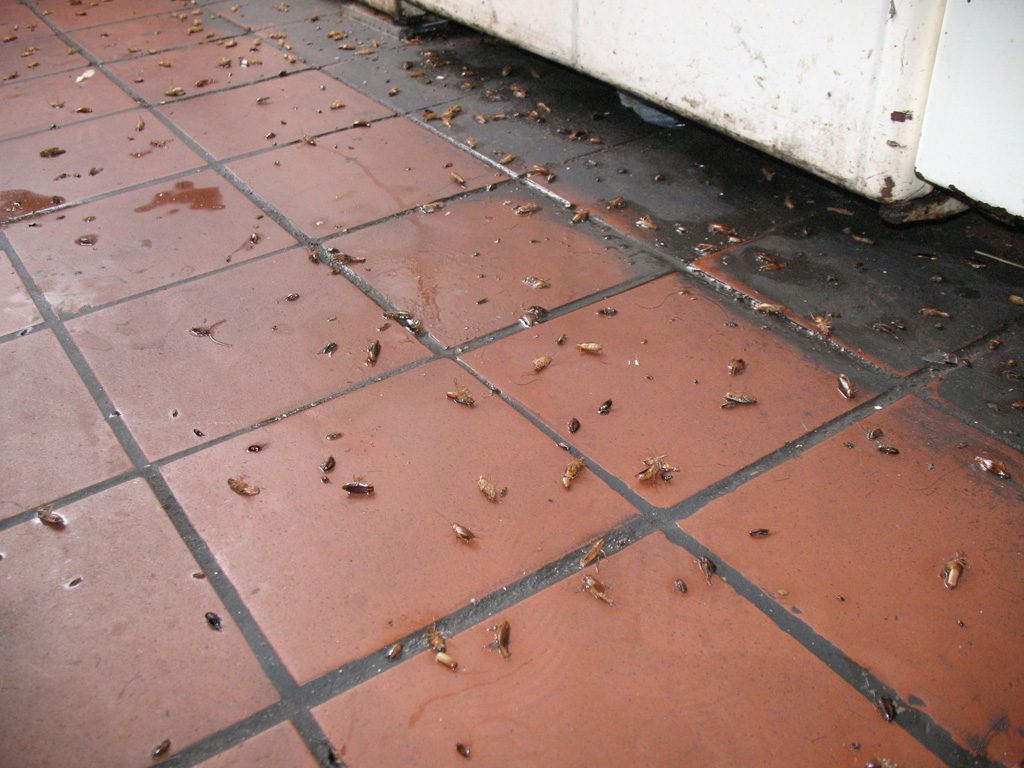 Уничтожение тараканов в квартире в Благовещенске 