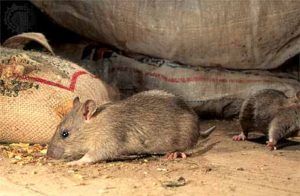 Дератизация от грызунов от крыс и мышей в Благовещенске