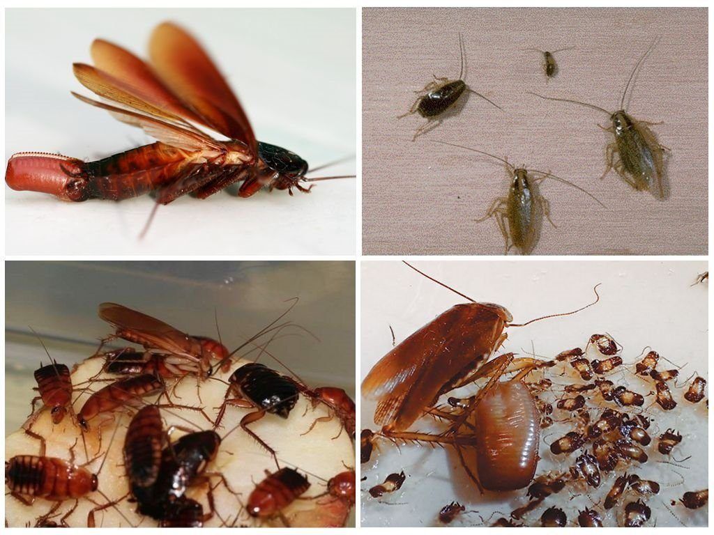 Уничтожение тараканов в квартире в Благовещенске 
